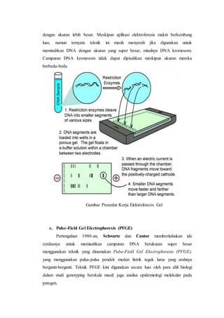dengan ukuran lebih besar. Meskipun aplikasi elektroforesis makin berkembang
luas, namun ternyata teknik ini masih menyerah jika digunakan untuk
memisahkan DNA dengan ukuran yang super besar, misalnya DNA kromosom.
Campuran DNA kromosom tidak dapat dipisahkan meskipun ukuran mereka
berbeda-beda.
Gambar Prosedur Kerja Elektroforesis Gel
c. Pulse-Field Gel Electrophoresis (PFGE)
Pertengahan 1980-an, Schwartz dan Cantor memberitahukan ide
cerdasnya untuk memisahkan campuran DNA berukuran super besar
menggunakan teknik yang dinamakan Pulse-Field Gel Electrophoresis (PFGE),
yang menggunakan pulsa-pulsa pendek medan listrik tegak lurus yang arahnya
berganti-berganti. Teknik PFGE kini digunakan secara luas oleh para ahli biologi
dalam studi genotyping berskala masif, juga analisa epidemiologi molekular pada
patogen.
 