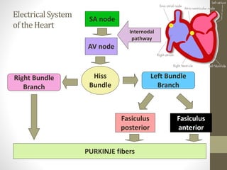 ElectricalSystem
oftheHeart
AV node
Hiss
Bundle
Right Bundle
Branch
Left Bundle
Branch
Fasiculus
posterior
Fasiculus
anterior
PURKINJE fibers
SA node
Internodal
pathway
 
