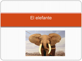 El elefante
 