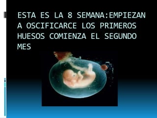 ESTA ES LA 8 SEMANA:EMPIEZAN A OSCIFICARCE LOS PRIMEROS HUESOS COMIENZA EL SEGUNDO MES
