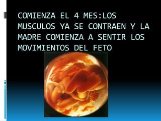 COMIENZA EL 4 MES:LOS MUSCULOS YA SE CONTRAEN Y LA MADRE COMIENZA A SENTIR LOS MOVIMIENTOS DEL FETO