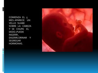 COMIENZA   EL   5    MES: APARECE     UN   VELLO   SUABE    SOBRE   LA    CABEZA   Y   SE    CHUPA     EL    DEDO ;PUEDE   INGERIR , DIGERIR,ORINAR      Y SEGREGAR     HORMONAS.