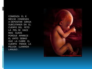 COMIENZA    EL   8  MES:SE    COMIENZA    A  DEPOSITAR    GRASA   SUBCUTANEÀ   EN    EL  CUERPO   DEL    FETO    LA    PIEL  SE    HACE    MAS     SUAVE     PORQUE    APARECE   EL   UNTO    SEBAO   QUE    LA   CUBRE    EL CUERPO     PIERDE    LA   PELUSA     LLAMADA    LANUGO . 
