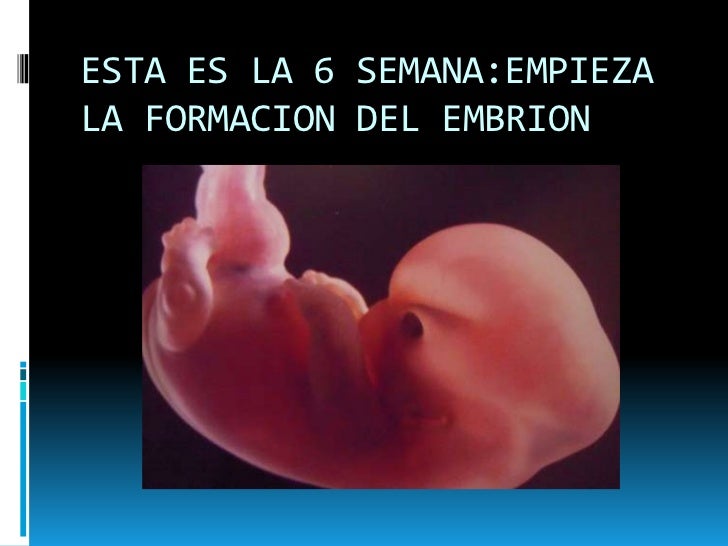 Semana 6 De Embarazo El Buenbebe