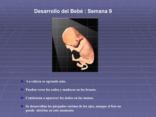Desarrollo del Bebé : Semana 9  La cabeza se agranda más.  Pueden verse los codos y muñecas en los brazos. Comienzan a aparecer los dedos en las manos. Se desarrollan los párpados encima de los ojos, aunque el feto no  puede  abrirlos en este momento. 