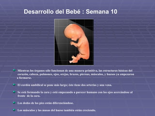 Mientras los órganos sólo funcionan de una manera primitiva, las estructuras básicas del  corazón, cabeza, pulmones, ojos, orejas, brazos, piernas, músculos, y huesos ya empezaron  a formarse. El cordón umbilical se pone más largo; éste tiene dos arterias y una vena.  Se está formando la cara y está empezando a parecer humano con los ojos acercándose al  frente  de la cara. Los dedos de los pies están diferenciándose. Los músculos y las masas del hueso también están creciendo. Desarrollo del Bebé : Semana 10  