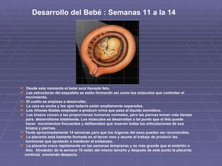 Desde este momento el bebé será llamado feto. Las estructuras del esqueleto se están formando así como los músculos que controlan el  movimiento. El cuello se empieza a desarrollar. La cara es ancha y los ojos todavía están ampliamente separados. Los riñones fetales empiezan a producir orina que pasa al líquido amniótico. Los brazos crecen a las proporciones humanas normales, pero las piernas toman más tiempo para  desarrollarse totalmente. Los músculos se desarrollan a tal punto que el feto puede  hacer  movimientos frecuentes y deliberados que mueven todas las articulaciones de sus  brazos y piernas. Tarda aproximadamente 14 semanas para que los órganos del sexo puedan ser reconocidos. La placenta está bastante formada en el tercer mes y asume el trabajo de producir las  hormonas que ayudarán a mantener el embarazo. La placenta crece rápidamente en las semanas tempranas y es más grande que el embrión o  feto.  Alrededor de la semana 18 están del mismo tamaño y después de este punto la placenta continúa  creciendo despacio. Desarrollo del Bebé : Semanas 11 a la 14  