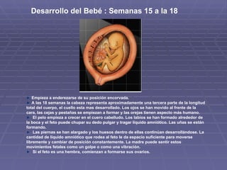 Desarrollo del Bebé : Semanas 15 a la 18  Empieza a enderezarse de su posición encorvada. A las 18 semanas la cabeza representa aproximadamente una tercera parte de la longitud total del cuerpo, el cuello esta mas desarrollado. Los ojos se han movido al frente de la cara, las cejas y pestañas se empiezan a formar y las orejas tienen aspecto más humano. El pelo empieza a crecer en el cuero cabelludo. Los labios se han formado alrededor de la boca y el feto puede chupar su dedo pulgar y tragar liquido amniótico. Las uñas se están formando. Las piernas se han alargado y los huesos dentro de ellas continúan desarrollándose. La cantidad de líquido amniótico que rodea al feto le da espacio suficiente para moverse libremente y cambiar de posición constantemente. La madre puede sentir estos movimientos fetales como un golpe o como una vibración.  Si el feto es una hembra, comienzan a formarse sus ovarios. 