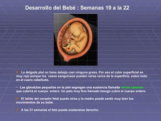 Desarrollo del Bebé : Semanas 19 a la 22  La delgada piel no tiene debajo casi ninguna grasa. Por eso el color superficial es muy rojo porque los  vasos sanguíneos pueden verse cerca de la superficie, sobre todo en el cuero cabelludo. Las glándulas pequeñas en la piel segregan una sustancia llamada  vernix caseoso  que cubrirá el cuerpo  entero. Un pelo muy fino llamado lanugo cubre el cuerpo entero. El latido del corazón fetal puede oírse y la madre puede sentir muy bien los movimientos de su bebé. A las 21 semanas el feto puede sostenerse derecho. 