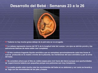 Desarrollo del Bebé : Semanas 23 a la 26  Todavía no hay mucha grasa debajo de la piel esta se ve arrugada. La cabeza representa menos del 30 % de la longitud total del cuerpo. Los ojos se abrirán pronto y las estructuras básicas de estos están casi completas. El feto continúa tragando liquido amniótico que se reemplaza aproximadamente cada tres horas el cual es  producido en la madre a través de la placenta, las membranas del saco amniótico y por la orina del bebe. Se considera ahora que el feto es viable (capaz para vivir fuera del útero) aunque sus oportunidades de  supervivencia todavía son pequeñas porque sus pulmones son muy inmaduros. La madre puede notar mucho más los movimientos del bebe en su abdomen y ver como se levanta y se  baja con los movimientos de los pies y brazos. 