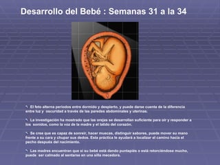 Desarrollo del Bebé : Semanas 31 a la 34  El feto alterna períodos entre dormido y despierto, y puede darse cuenta de la diferencia entre luz y  oscuridad a través de las paredes abdominales y uterinas. La investigación ha mostrado que las orejas se desarrollan suficiente para oír y responder a los  sonidos, como la voz de la madre y el latido del corazón. Se cree que es capaz de sonreír, hacer muecas, distinguir sabores, puede mover su mano frente a su cara y chupar sus dedos. Esta práctica le ayudará a localizar el camino hacia el pecho después del nacimiento. Las madres encuentran que si su bebé está dando puntapiés o está retorciéndose mucho, puede  ser calmado al sentarse en una silla mecedora. 