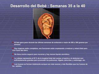 Desarrollo del Bebé : Semanas 35 a la 40  El feto gana peso durante las últimas semanas de embarazo a razón de 200 a 300 gramos por  semana. Sus órganos están completos, sus funciones están empezando a madurar y estará listo para vivir fuera del útero. No tiene mucho espacio para moverse y hay menos líquido amniótico. La cabeza representa el 25 % de la longitud total del cuerpo, el pecho y el abdomen son  suficientemente grandes para acomodar los pulmones, hígado, páncreas, y estómago, etc. Los huesos se forman totalmente aunque son más suaves y más flexibles que los huesos de los  adultos. 