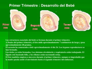 Primer Trimestre : Desarrollo del Bebé  Las estructuras esenciales del bebé se forman durante el primer trimestre.  A finales del primer trimestre, el feto mide aproximadamente 7 centímetros de largo y pesa aproximadamente 28 gramos.  El corazón ha comenzado a latir aproximadamente el día 26. Los órganos reproductores se han formado.  Los dedos ya están formados. Los sistemas circulatorio y respiratorio están trabajando. El hígado está haciendo bilis, y los riñones están secretando orina. El feto también empieza a moverse durante el primer trimestre, aunque es improbable que la madre pueda sentir el movimiento hasta el segundo trimestre del embarazo. 