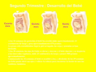 Segundo Trimestre : Desarrollo del Bebé  A las 26 semanas de gestación el bebé ha crecido mide aproximadamente 23 centímetros de largo y pesa aproximadamente 670 gramos.  La grasa está extendiéndose bajo la piel arrugada, las cejas y pestañas se han formado. A las 28 semanas, los ojos del bebé se abren y cierran y el bebé duerme y se despierta a los intervalos regulares, mide 25 centímetros de largo y pesará 900 gramos aproximadamente.  Comenzando las 16 semanas el bebé es sensible a luz, y alrededor de las 29 semanas un bebé puede abrir sus ojos y voltear la cabeza para encontrar la fuente de una luz continua, luminosa. 