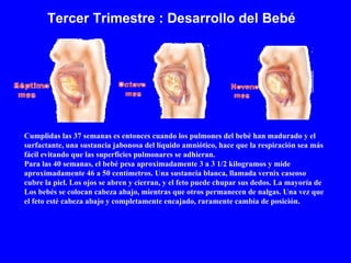 Cumplidas las 37 semanas es entonces cuando los pulmones del bebé han madurado y el surfactante, una sustancia jabonosa del líquido amniótico, hace que la respiración sea más fácil evitando que las superficies pulmonares se adhieran. Para las 40 semanas, el bebé pesa aproximadamente 3 a 3 1/2 kilogramos y mide aproximadamente 46 a 50 centímetros. Una sustancia blanca, llamada vernix caseoso cubre la piel. Los ojos se abren y cierran, y el feto puede chupar sus dedos. La mayoría de Los bebés se colocan cabeza abajo, mientras que otros permanecen de nalgas. Una vez que el feto esté cabeza abajo y completamente encajado, raramente cambia de posición. Tercer Trimestre : Desarrollo del Bebé 