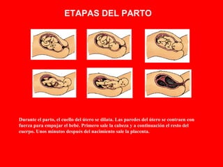 ETAPAS DEL PARTO Durante el parto, el cuello del útero se dilata. Las paredes del útero se contraen con fuerza para empujar el bebé. Primero sale la cabeza y a continuación el resto del cuerpo. Unos minutos después del nacimiento sale la placenta. 