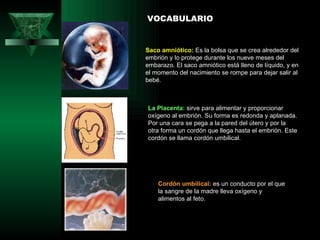 Saco amniótico:  Es la bolsa que se crea alrededor del embrión y lo protege durante los nueve meses del embarazo. El saco amniótico está lleno de líquido, y en el momento del nacimiento se rompe para dejar salir al bebé. Cordón umbilical:  es un conducto por el que la sangre de la madre lleva oxígeno y alimentos al feto. VOCABULARIO La Placenta:  sirve para alimentar y proporcionar oxígeno al embrión. Su forma es redonda y aplanada. Por una cara se pega a la pared del útero y por la otra forma un cordón que llega hasta el embrión. Este cordón se llama cordón umbilical.  