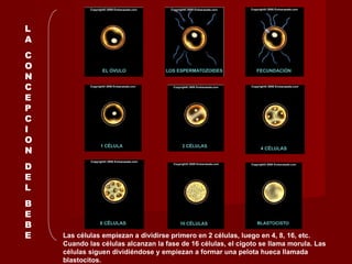 LA CONCEPCION DEL BEBE Las células empiezan a dividirse primero en 2 células, luego en 4, 8, 16, etc. Cuando las células alcanzan la fase de 16 células, el cigoto se llama morula. Las células siguen dividiéndose y empiezan a formar una pelota hueca llamada  blastocitos. 