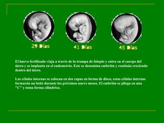 El huevo fertilizado viaja a través de la trompa de falopio y entra en el cuerpo del útero y se implanta en el endometrio. Este se denomina embrión y continúa creciendo dentro del útero. Las células internas se colocan en dos capas en forma de disco, estas células internas formarán un bebé durante los próximos nueve meses. El embrión se pliega en una "C" y toma forma cilíndrica. 