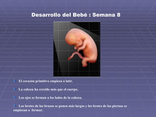 Desarrollo del Bebé : Semana 8  El corazón primitivo empieza a latir. La cabeza ha crecido más que el cuerpo.  Los ojos se forman a los lados de la cabeza. Los brotes de los brazos se ponen más largos y los brotes de las piernas se empiezan a  formar. 