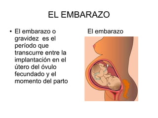 EL EMBARAZO
●   El embarazo o         El embarazo
    gravidez es el
    período que
    transcurre entre la
    implantación en el
    útero del óvulo
    fecundado y el
    momento del parto
 