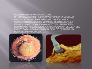 EL EMBARAZO SE PRODUCE CUANDO
UN ESPERMATOZOIDE ALCANZA Y ATRAVIESA LA MEMBRANA
CELULAR DEL ÓVULO, FUSIONÁNDOSE LOS NÚCLEOS Y
COMPARTIENDO AMBOS SU DOTACIÓN GENÉTICA PARA DAR
LUGAR A UNA CÉLULA HUEVO O CIGOTO, EN UN PROCESO
DENOMINADO FECUNDACIÓN . LA MULTIPLICACIÓN CELULAR DEL
CIGOTO DARÁ LUGAR AL EMBRIÓN, DE CUYO DESARROLLO
DERIVA EL INDIVIDUO ADULTO.
 