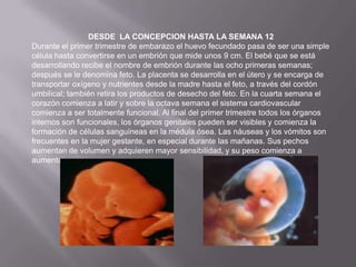 DESDE LA CONCEPCION HASTA LA SEMANA 12
Durante el primer trimestre de embarazo el huevo fecundado pasa de ser una simple
célula hasta convertirse en un embrión que mide unos 9 cm. El bebé que se está
desarrollando recibe el nombre de embrión durante las ocho primeras semanas;
después se le denomina feto. La placenta se desarrolla en el útero y se encarga de
transportar oxígeno y nutrientes desde la madre hasta el feto, a través del cordón
umbilical; también retira los productos de desecho del feto. En la cuarta semana el
corazón comienza a latir y sobre la octava semana el sistema cardiovascular
comienza a ser totalmente funcional. Al final del primer trimestre todos los órganos
internos son funcionales, los órganos genitales pueden ser visibles y comienza la
formación de células sanguíneas en la médula ósea. Las náuseas y los vómitos son
frecuentes en la mujer gestante, en especial durante las mañanas. Sus pechos
aumentan de volumen y adquieren mayor sensibilidad, y su peso comienza a
aumentar.
 