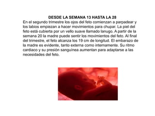 DESDE LA SEMANA 13 HASTA LA 28
En el segundo trimestre los ojos del feto comienzan a parpadear y
los labios empiezan a hacer movimientos para chupar. La piel del
feto está cubierta por un vello suave llamado lanugo. A partir de la
semana 20 la madre puede sentir los movimientos del feto. Al final
del trimestre, el feto alcanza los 19 cm de longitud. El embarazo de
la madre es evidente, tanto externa como internamente. Su ritmo
cardiaco y su presión sanguínea aumentan para adaptarse a las
necesidades del feto.
 