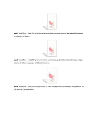 Mes 7: Mide 30 cm y pesa 1500 g. Comienzan a moverse los pulmones. Aumenta la grasa subcutánea y ya
no cabe bien en el útero.
Mes 8: Mide 35 cm y pesa 2500 g. Generalmente se pone boca abajo (posición cefálica) Se engrosa la piel,
adquiriendo el tono rosáceo que tendrá definitivamente.
Mes 9: Mide 50 cm y pesa 3000 g. Los pulmones ya están completamente formados para la vida exterior. Se
cae el lanugo y la piel se estira.
 