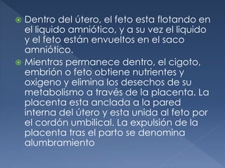  Dentro del útero, el feto esta flotando en
el liquido amniótico, y a su vez el liquido
y el feto están envueltos en el saco
amniótico.
 Mientras permanece dentro, el cigoto,
embrión o feto obtiene nutrientes y
oxigeno y elimina los desechos de su
metabolismo a través de la placenta. La
placenta esta anclada a la pared
interna del útero y esta unida al feto por
el cordón umbilical. La expulsión de la
placenta tras el parto se denomina
alumbramiento
 
