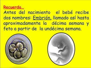 Recuerda…
Antes del nacimiento el bebé recibe
dos nombres: Embrión, llamado así hasta
aproximadamente la décima semana y
feto a partir de la undécima semana.
 