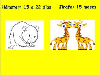 Hámster: 15 a 22 días Jirafa: 15 meses
 
