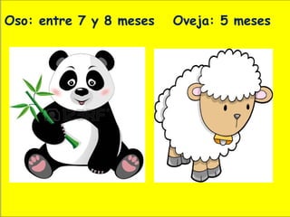 Oso: entre 7 y 8 meses Oveja: 5 meses
 