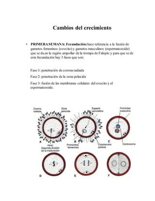 Cambios del crecimiento
• PRIMERASEMANA: Fecundación:hace referencia a la fusión de
gametos femeninos (ovocito) y gametos masculinos (espermatozoide)
que se da en la región ampollar de la trompa de Falopio y para que se de
esta fecundación hay 3 fases que son:
Fase 1: penetración de corona radiada
Fase 2: penetración de la zona pelucida
Fase 3: fusión de las membranas celulares del ovocito y el
espermatozoide.
 