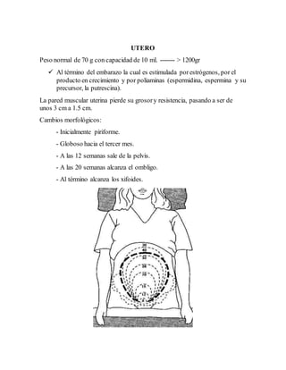 UTERO
Peso normal de 70 g con capacidad de 10 ml. ------- > 1200gr
 Al término del embarazo la cual es estimulada porestrógenos, por el
producto en crecimiento y por poliaminas (espermidina, espermina y su
precursor, la putrescina).
La pared muscular uterina pierde su grosory resistencia, pasando a ser de
unos 3 cm a 1.5 cm.
Cambios morfológicos:
- Inicialmente piriforme.
- Globoso hacia el tercer mes.
- A las 12 semanas sale de la pelvis.
- A las 20 semanas alcanza el ombligo.
- Al término alcanza los xifoides.
 