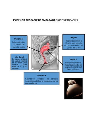 EVIDENCIA PROBABLE DE EMBARAZO: SIGNOS PROBABLES
Osciander
Pulso palpable
en fondos de
saco laterales
Mc Donal
Es cuando el útero
se vuelve flexible
en la unión útero
cervical. Ocurre
entre la 7° y 8°
semana
Hegar I
Reblandecimiento
ístmico que permite
alcanzar paredes ant
y post del útero
Hegar II
Reblandecimiento
Reblandecimiento del
segmento inferior del
útero (6-8 sem)
Chadwick
Coloración violácea de paredes
vaginales debido a la congestión de los
vasos pélvicos.
 