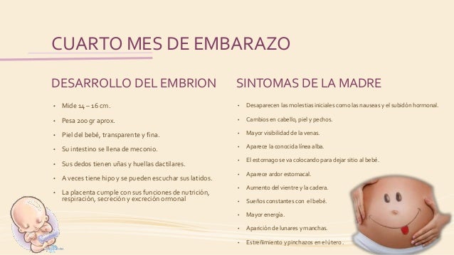 El embarazo El embarazo