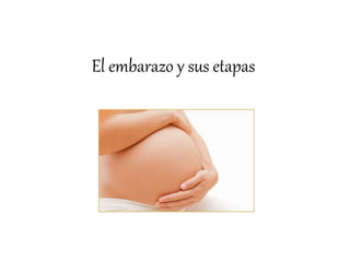 El embarazo y sus etapas 
 