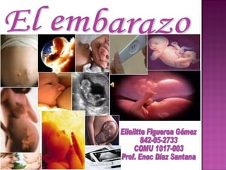 El embarazo Elielitte Figueroa Gómez 842-05-2733 COMU 1017-003 Prof. Enoc Díaz Santana 