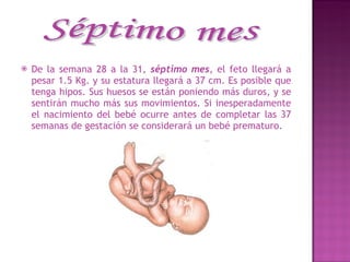De la semana 28 a la 31,  séptimo mes , el feto llegará a pesar 1.5 Kg. y su estatura llegará a 37 cm. Es posible que tenga hipos. Sus huesos se están poniendo más duros, y se sentirán mucho más sus movimientos. Si inesperadamente el nacimiento del bebé ocurre antes de completar las 37 semanas de gestación se considerará un bebé prematuro.  Séptimo mes 