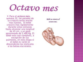 Para el  octavo mes , semana 32, las patadas de la criatura serán mucho mas fuertes.  El bebé crecerá más rápidamente durante estas semanas hasta alcanzar una longitud de 43 cm. y un peso aproximado de 2.400 Kg. El bebé esta casi completo, a excepción de sus pulmones, en esta etapa si el bebé es varón le descenderán los testículos a las bolsas escrotales.  Octavo mes Bebé en vientre al octavo mes. 