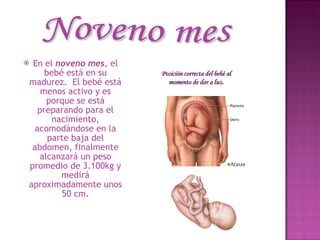 En el  noveno mes , el bebé está en su madurez.  El bebé está menos activo y es porque se está preparando para el nacimiento, acomodándose en la parte baja del abdomen, finalmente alcanzará un peso promedio de 3.100kg y medirá aproximadamente unos 50 cm. Noveno mes Posición correcta del bebé al momento de dar a luz. 