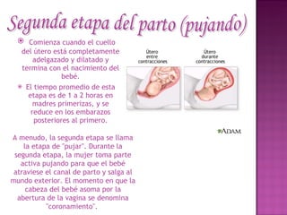 Comienza cuando el cuello del útero está completamente adelgazado y dilatado y termina con el nacimiento del bebé. El tiempo promedio de esta etapa es de 1 a 2 horas en madres   primerizas, y se reduce en los embarazos posteriores al primero. Segunda etapa del parto (pujando) A menudo, la segunda etapa se llama la etapa de "pujar". Durante la segunda etapa, la mujer toma parte activa pujando para que el bebé atraviese el canal de parto y salga al mundo exterior. El momento en que la cabeza del bebé asoma por la abertura de la vagina se denomina "coronamiento".     