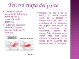 Comienza con el nacimiento del bebé y termina con la expulsión de la placenta. El tiempo promedio de un nacimiento vaginal es de 5 a 15 minutos. Después de dar a luz al bebé, la nueva madre entra en la tercera y última etapa del parto: la expulsión de la placenta (el órgano que nutrió al bebé mientras se encontraba dentro del útero). Esta etapa no suele durar más que unos minutos y consiste en la salida de la placenta del útero a través de la vagina. Tercera etapa del parto 