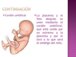 Cordón umbilical La placenta y el feto después se unen mediante el  cordón umbilical,  que está unido por un extremo a la placenta y por el otro a lo que será el ombligo del niño. 