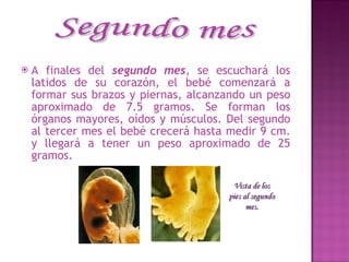 A finales del  segundo mes , se escuchará los latidos de su corazón, el bebé comenzará a formar sus brazos y piernas, alcanzando un peso aproximado de 7.5 gramos. Se forman los órganos mayores, oídos y músculos. Del segundo al tercer mes el bebé crecerá hasta medir 9 cm. y llegará a tener un peso aproximado de 25 gramos.  Segundo mes Vista de los pies al segundo mes. 