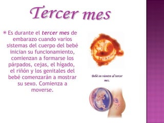 Es durante el  tercer mes  de embarazo cuando varios sistemas del cuerpo del bebé inician su funcionamiento, comienzan a formarse los párpados, cejas, el hígado,  el riñón y los genitales del bebé comenzarán a mostrar su sexo. Comienza a moverse. Tercer mes Bebé en vientre al tercer mes. 