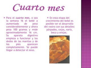 Para el  cuarto mes , o sea la semana 16 el bebé a aumentado de peso considerablemente y ahora pesa 100 gramos y mide aproximadamente 16 cm. Su aparato digestivo empieza a funcionar y los dedos de las manitas y de los pies aparecen completamente. Se puede llegar a detectar el sexo.  En esta etapa del crecimiento del bebé es posible ver el desarrollo del rostro con sus detalles: párpados, cejas, nariz, boca y orejas.  Cuarto mes 