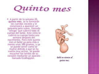 A partir de la semana 20,  quinto mes , se le formarán las cuerdas vocales y le comenzará a aparecer un pequeño pelo suave, llamado "lanugo" que cubrirá todo el cuerpo del bebé. Este vello le cubrirá su cuerpo hasta una semana después del nacimiento. Para este quinto mes el bebé ya pesa más o menos unos 300 gramos, y ya se puede sentir como se mueve debido a que se ha vuelto muy activo. Se puede escuchar los latidos de su corazón mediante un aparato llamado EcoDoppler.  Quinto mes Bebé en vientre al quinto mes. 