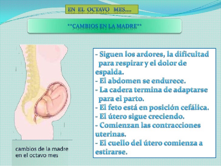 El Embarazo De 6 A 9 Meses